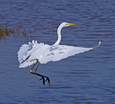 A++ Great White Egret
